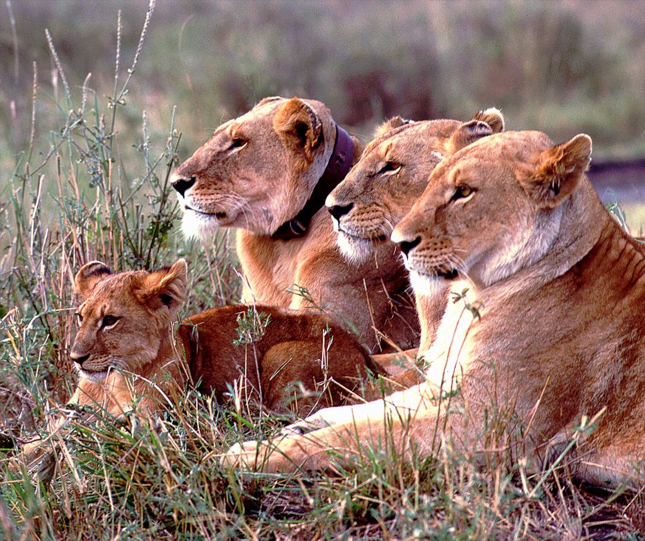 Lion Pride - Tanzania